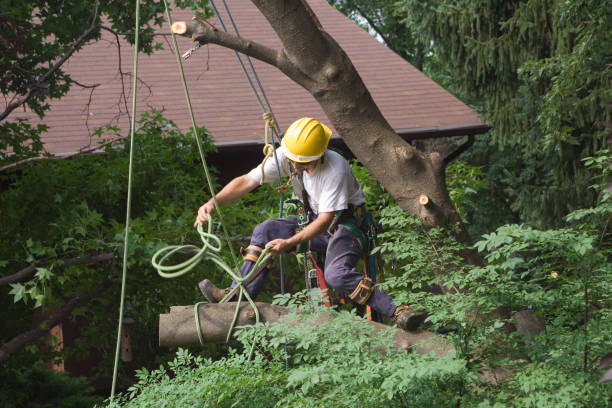 Professional Tree Care in Murraysville, NC