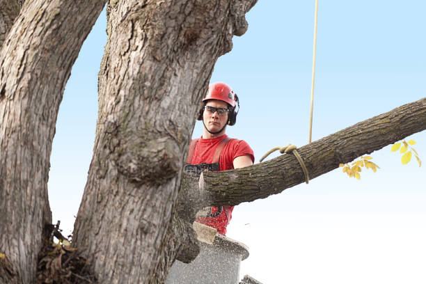 How Our Tree Care Process Works  in  Murraysville, NC